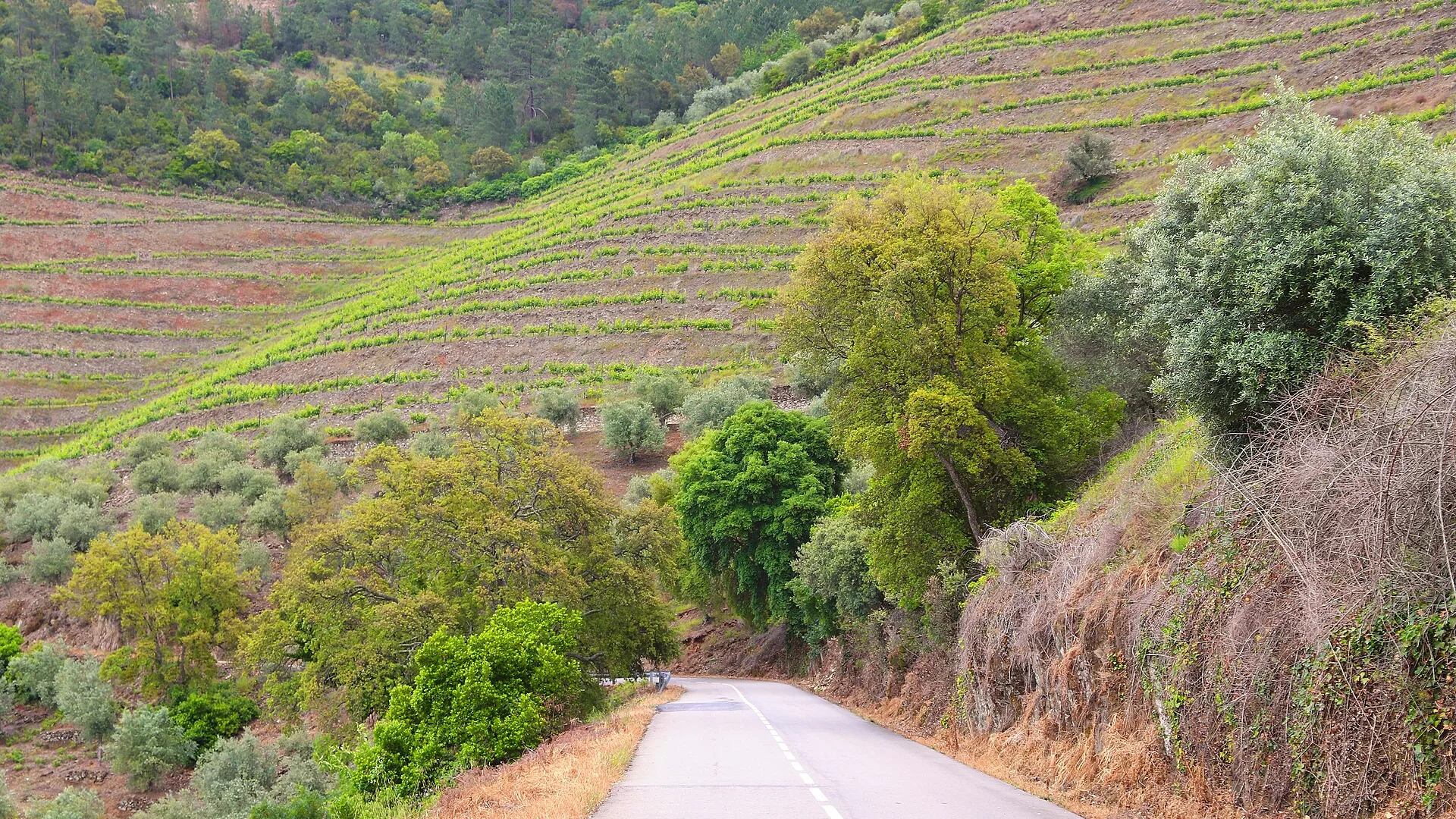 Rotta N222 nel Douro: La Strada Più Bella del Mondo