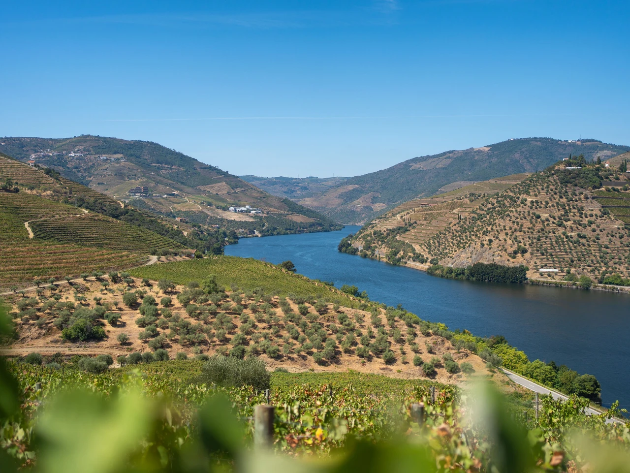 Regioni Vinicole del Douro Spiegate: Baixo Corgo, Cima Corgo e Douro Superior