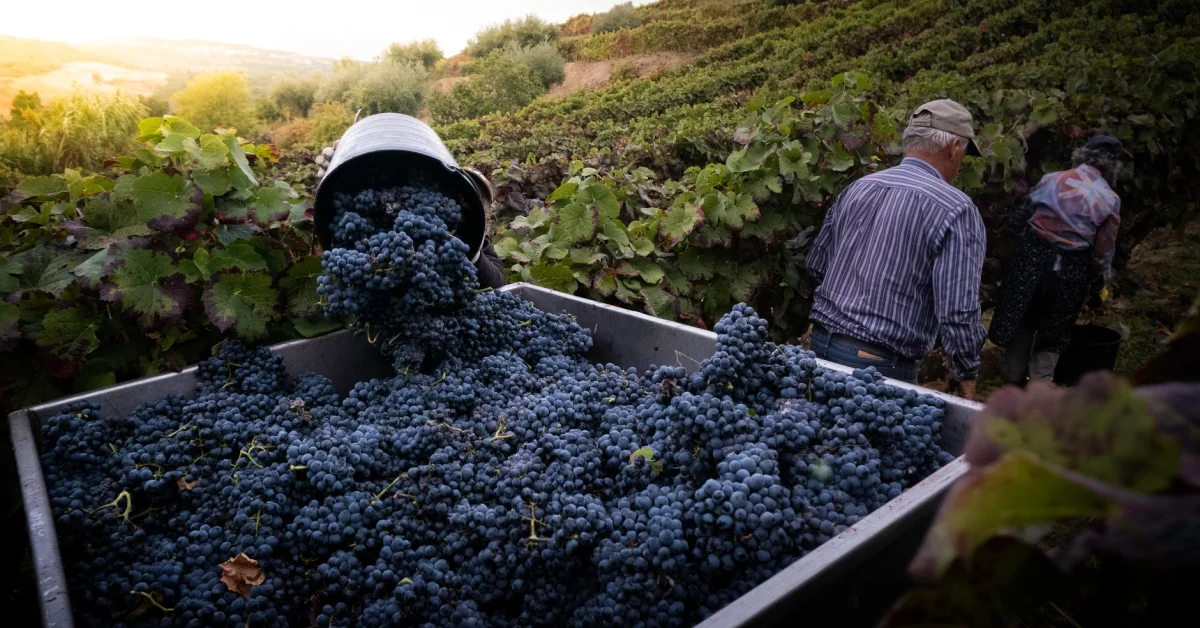 Itinerario delle vendemmie nel Douro (settembre)