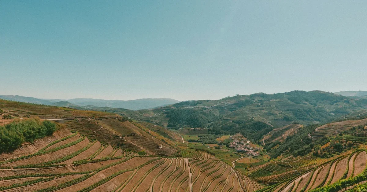 La Vendemmia nel Douro: Un'Esperienza Autentica