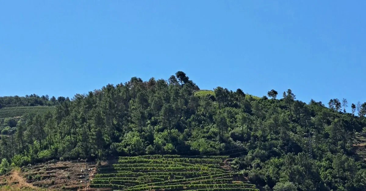 Rotta delle Quintas del Douro: Il Perfetto Itinerario di 3 Giorni