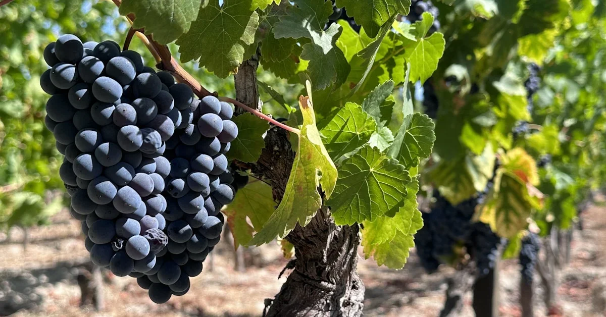 La Vendemmia nel Douro: Come Partecipare e Cosa Aspettarsi