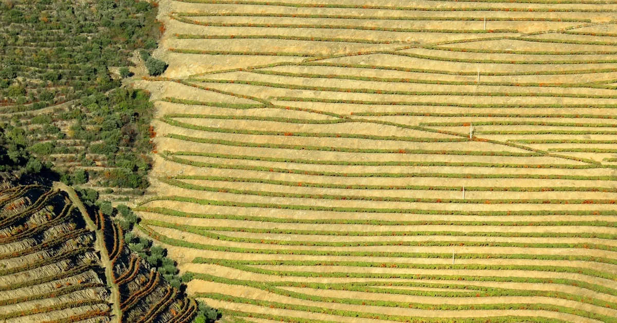 Quinta do Vesúvio: The Most Monumental Estate in the Douro Superior