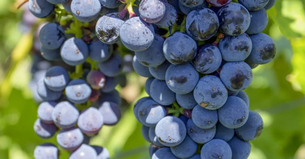 Spa della Vigna nel Douro: Vinoterapia e Benessere nelle Quintas